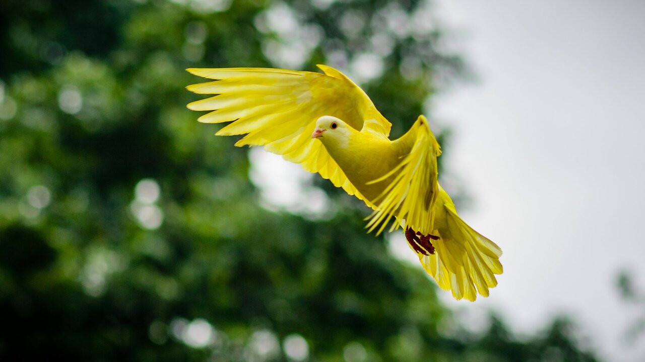 nature 🌞 birds 🌳🌲🌴trees, 4k ultra hd video, relax song