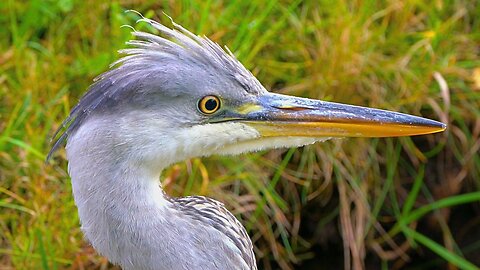 Unconfortably Close with the Grey Heron, aka Grey Heron Portrait