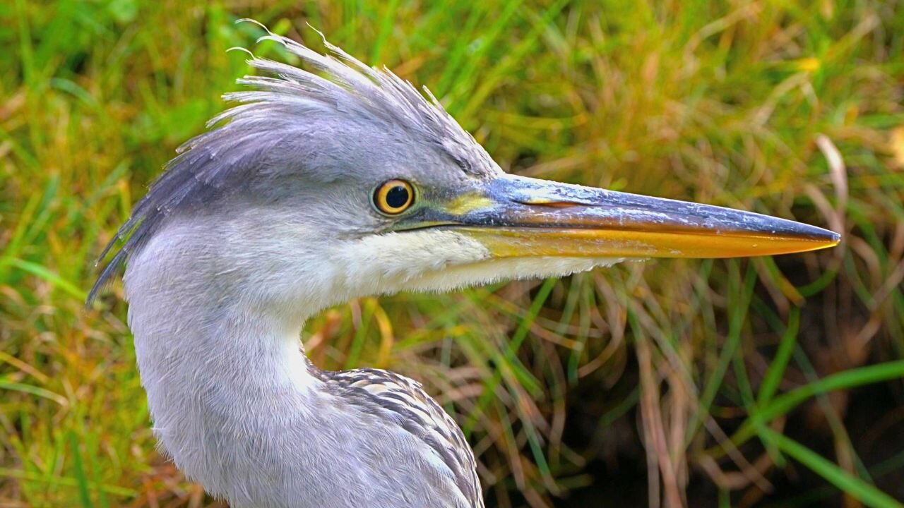 Unconfortably Close with the Grey Heron, aka Grey Heron Portrait