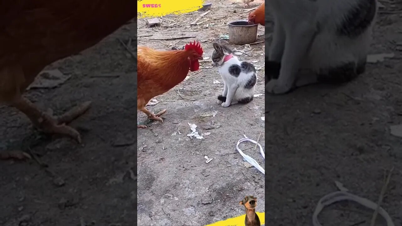 🤣 Funny Hen Versus Cat #Shorts