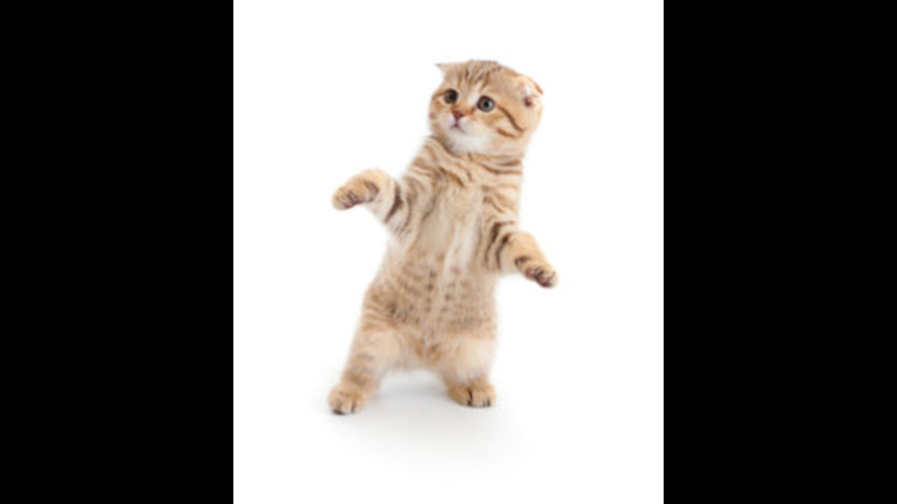 Cat dancing video