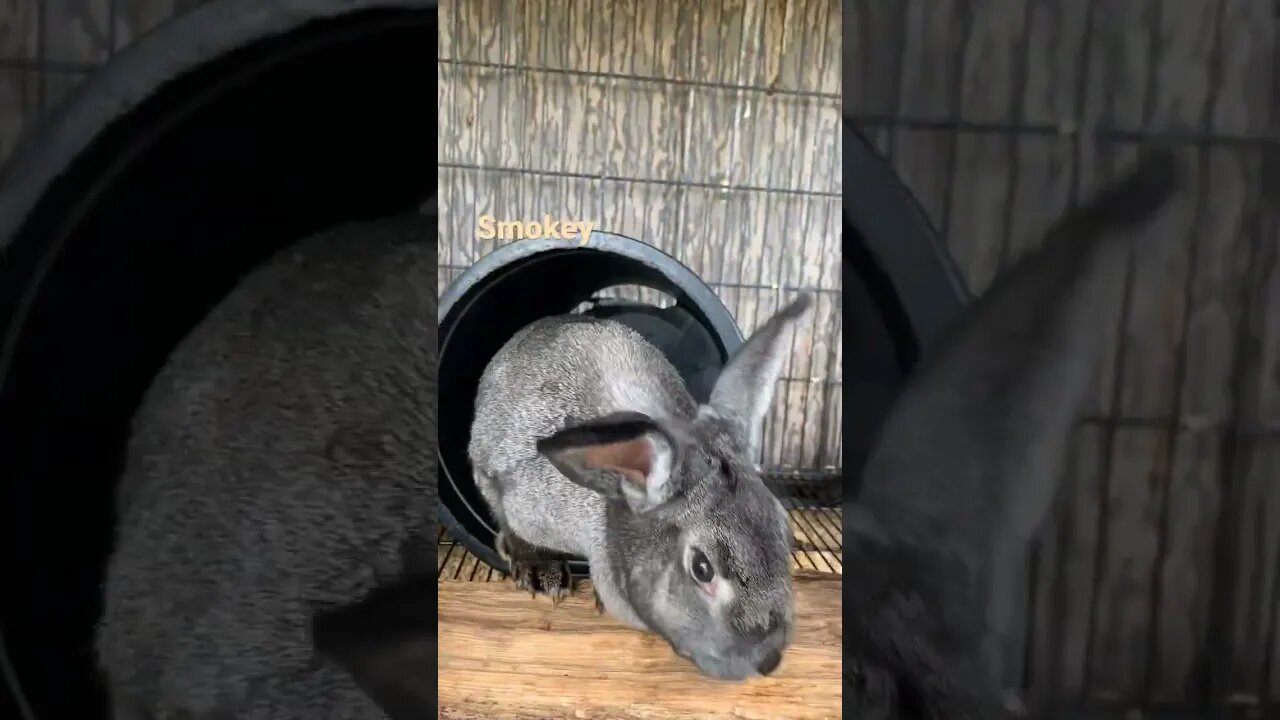 mornings with Smokey the rabbit 🐇. #animals #rabbit