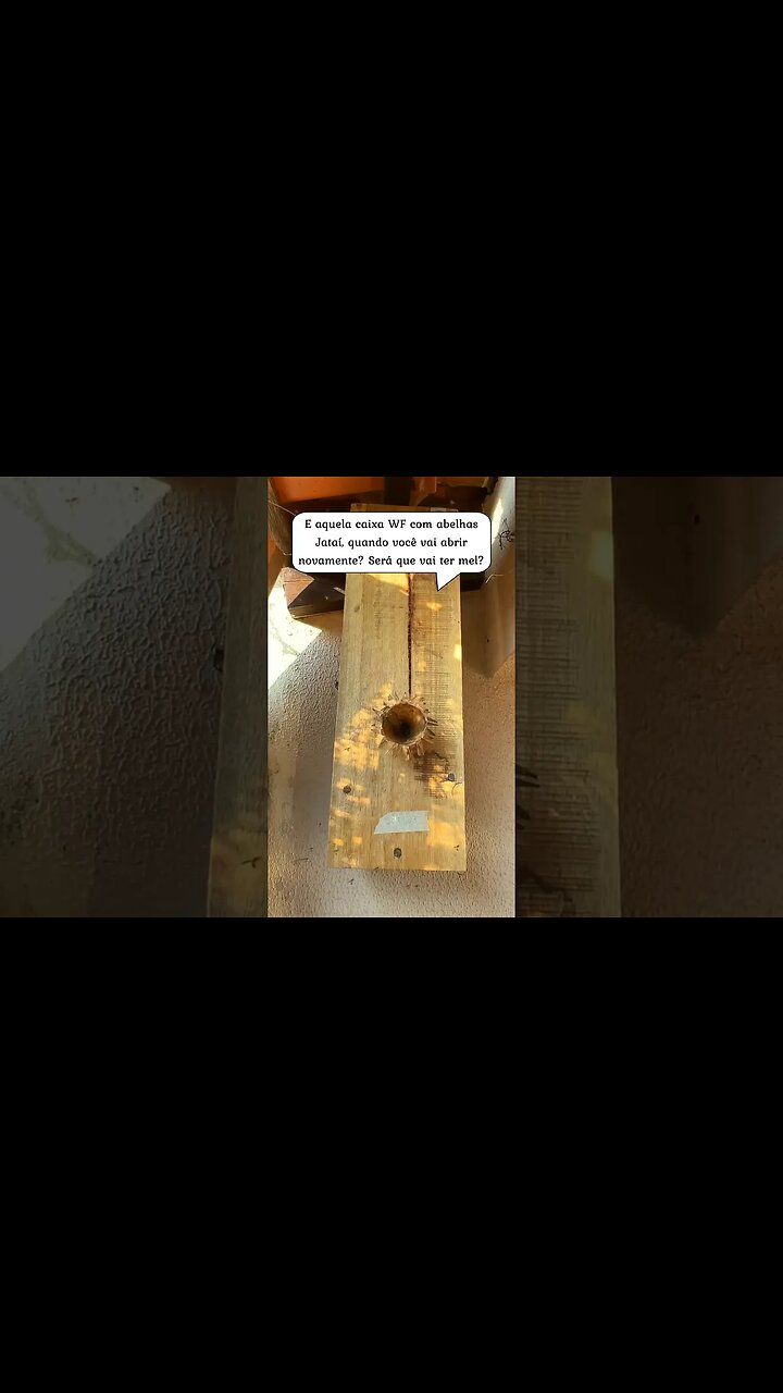 O que houve com as Abelhas Jataí da caixa WF? #Shorts