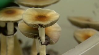 Psilocybin mushroom decriminalization headed to the November ballot