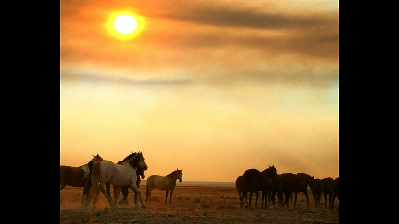 Amazing facts about Horses