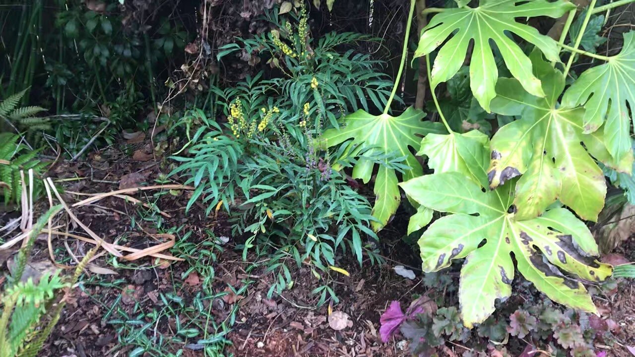 Mahonia soft caress brings tropical flair to any garden