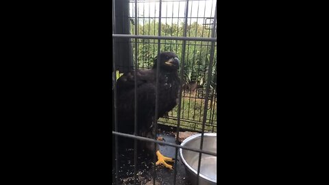 Injured juvenile eagle