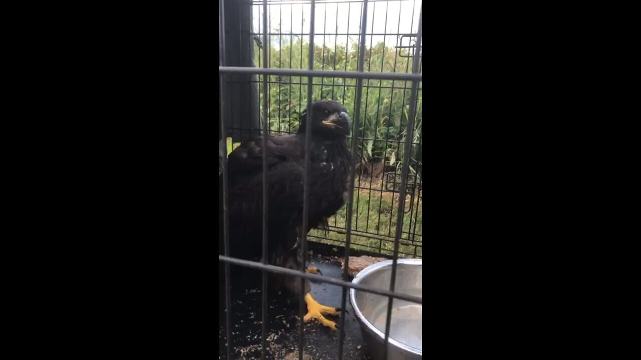 Injured juvenile eagle