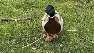 Male duck welcoming committee