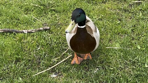 Male duck welcoming committee