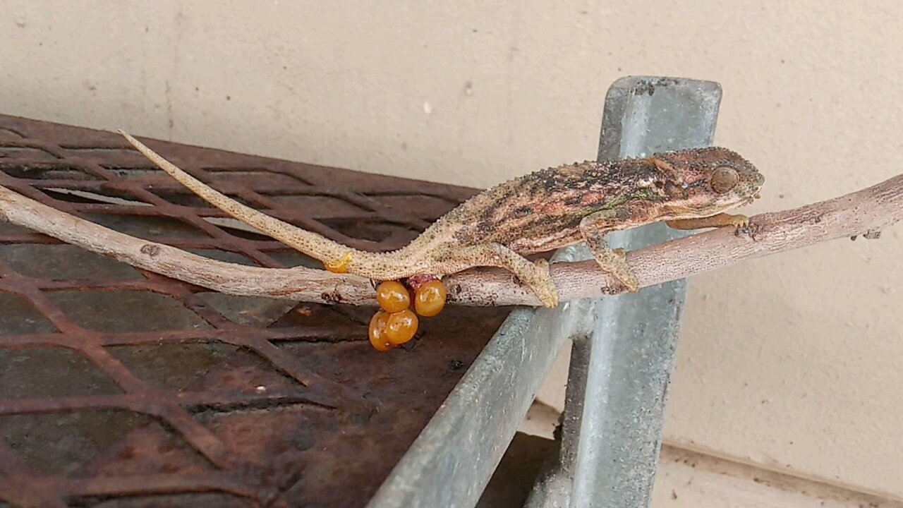 CHAMELEON LAYING EGGS IN MY BACKYARD