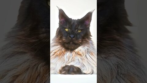 Big cats