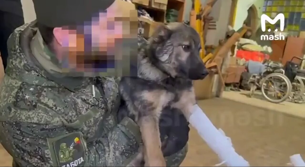 ►🇷🇺🇺🇦🚨‼️ Russian Soldiers rescued two wounded dogs after Ukrainian shelling