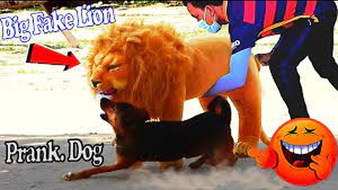 Dog Prank with Fake Lion Troll