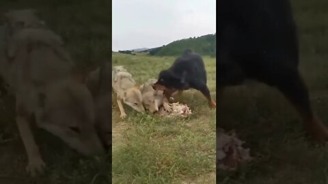 Tibetan Mastiff Protects Wolf King From Pack