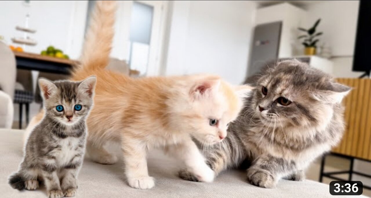 Cute cat and dogfunny animal videos|cute animal videos|dog and cat funny videos|hilarious pet
