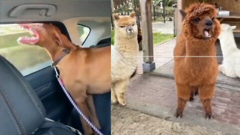 These amazing cute and beautiful animals do what their owners