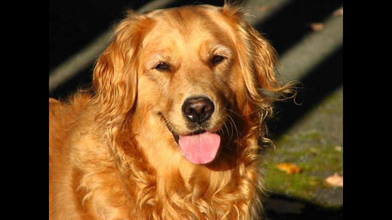Memories with my dog