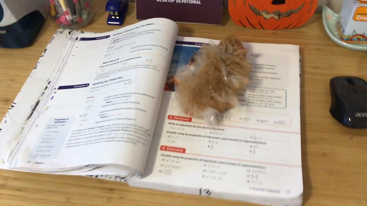 Cream Puff Helping Me Study!