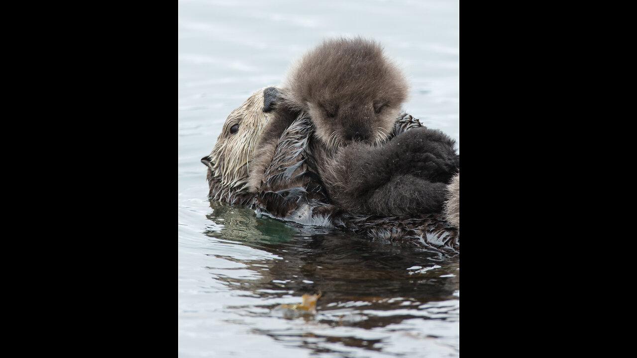 Learn about Adorable Animals : Cat, dog, duck, otter, cow, squirrel, otter - Animal Sounds