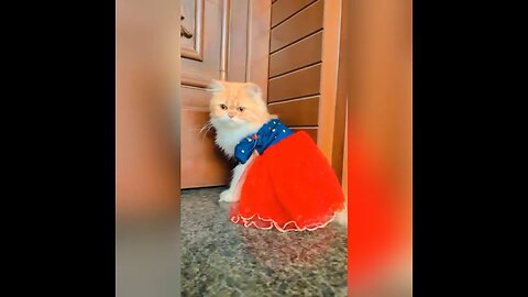 My Cat Dressed for new photo shoot