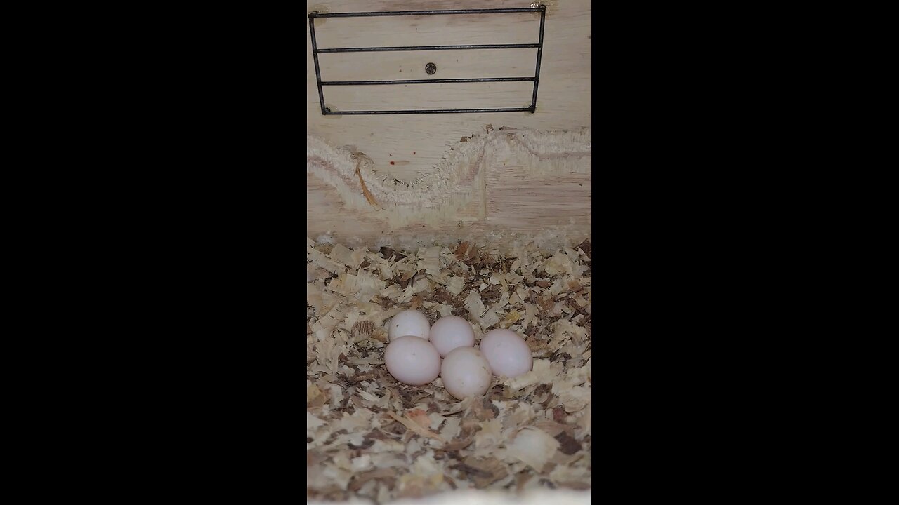 calopsita botaram 5 ovos