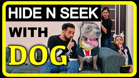 Playing hide and sick with DOGS #funny