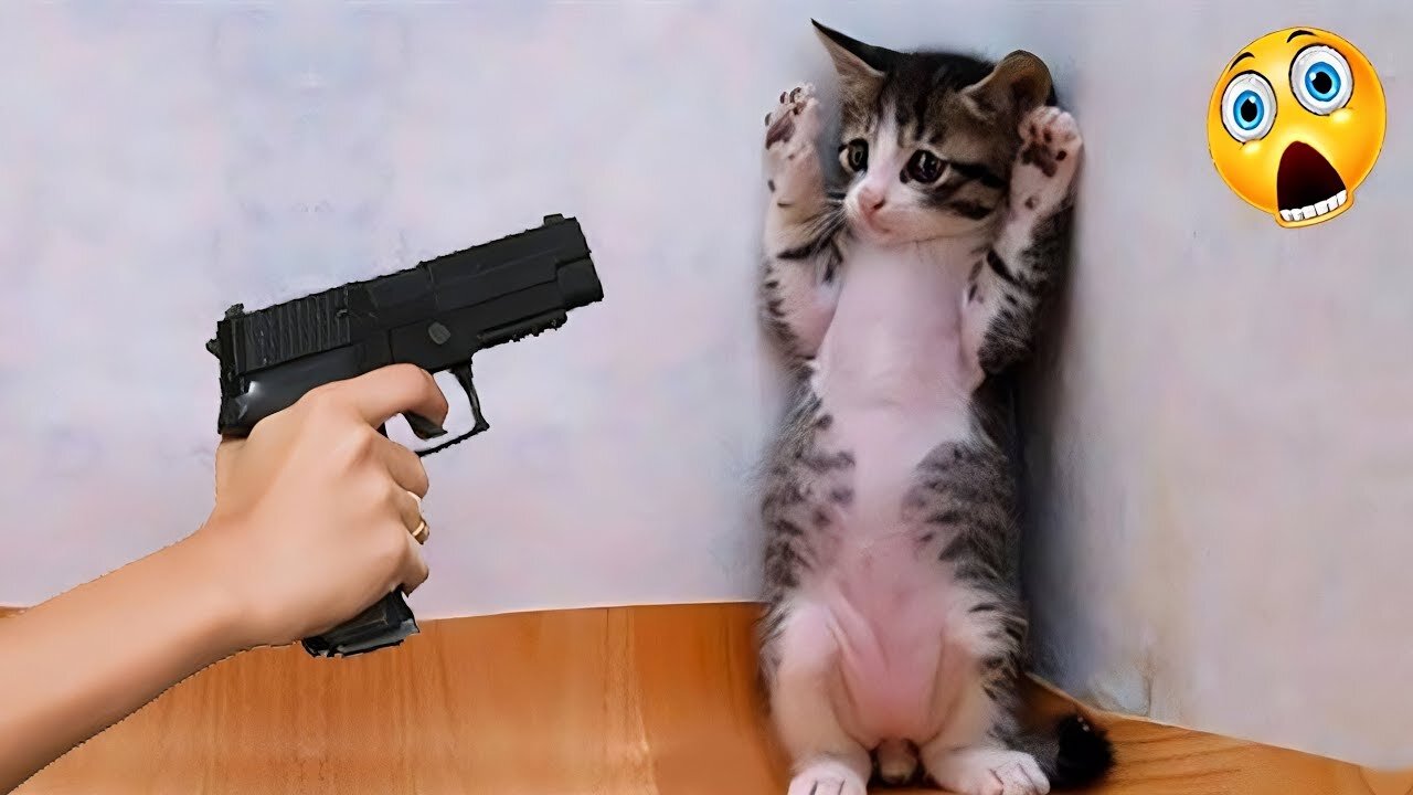 Funny Cats Video