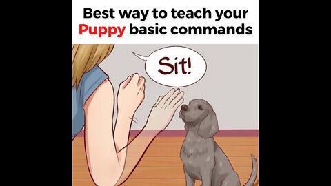 FREE DOG TRAINING SERIES – Lesson 1: how to teach your dog to sit and drop