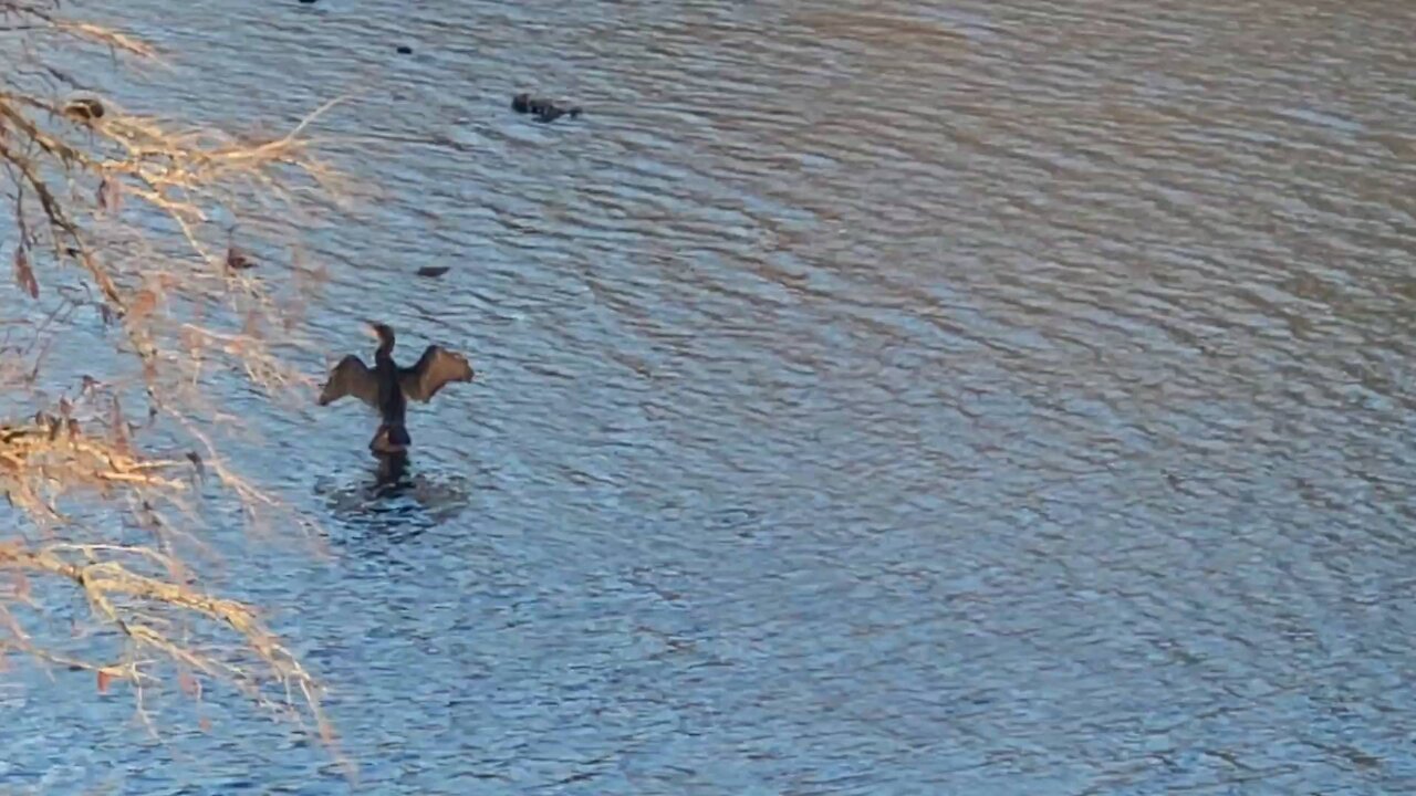 Bird Boogie
