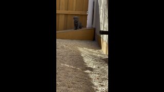 Canecorso puppies