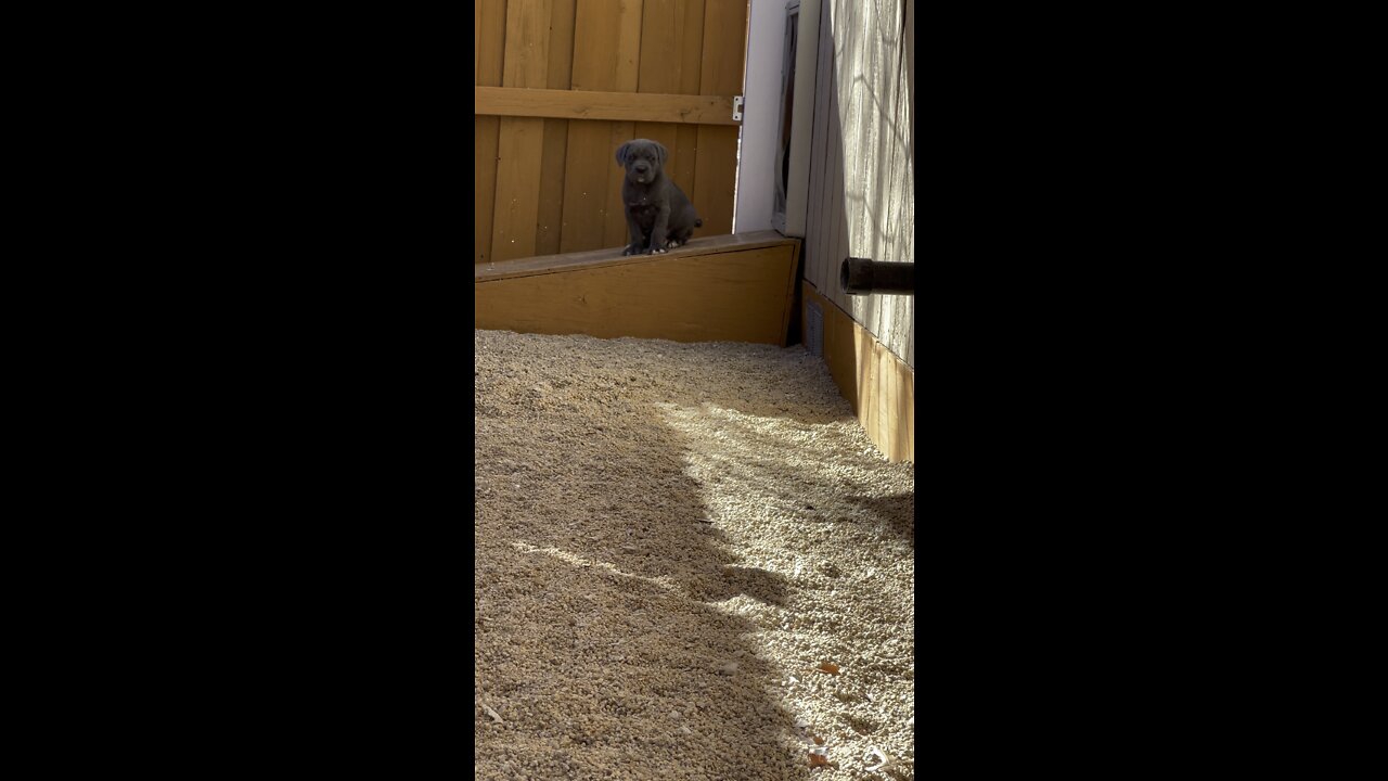 Canecorso puppies