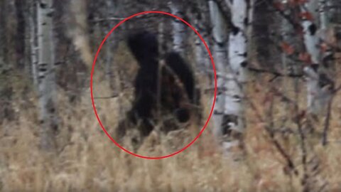 Bigfoot Recorded in Norway, Michigan Field