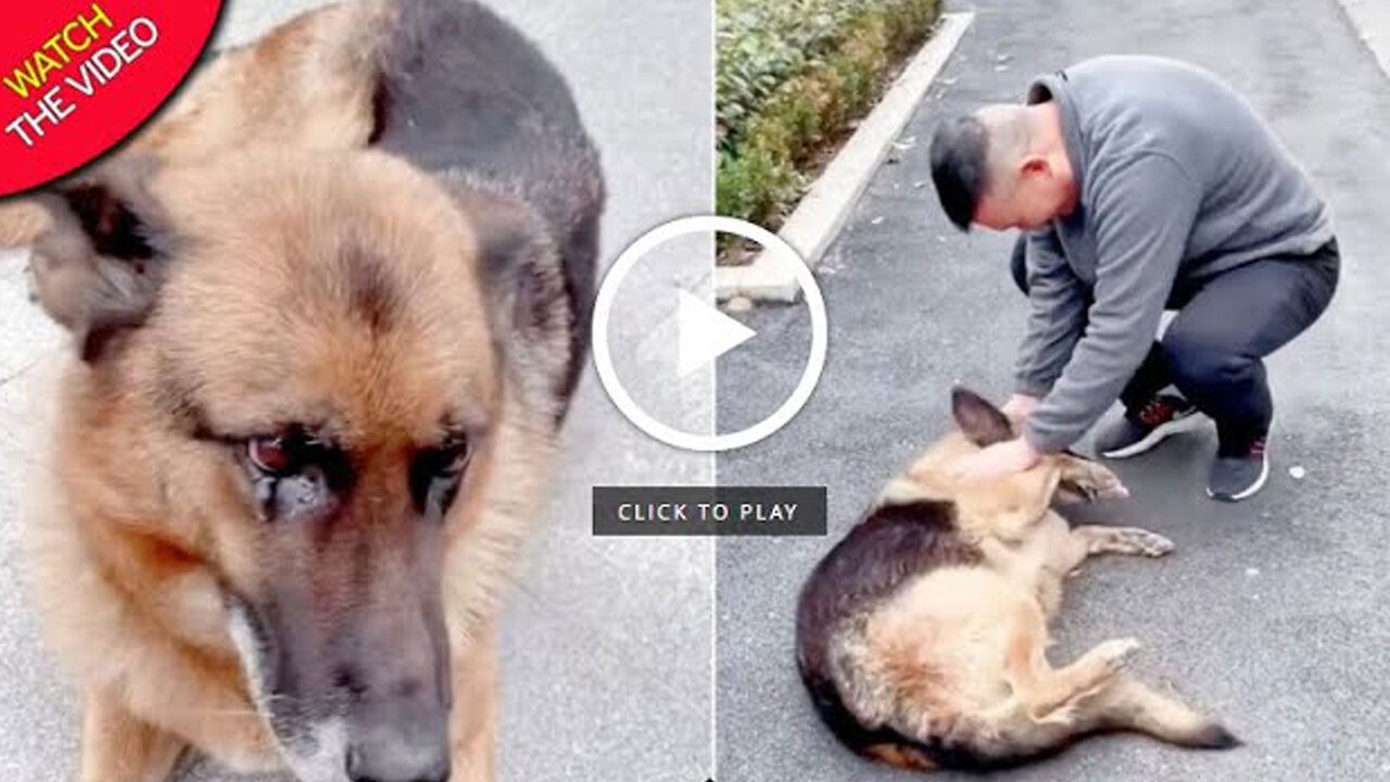 Former Police Dog 'Cries' After Reuniting With Handler She Hasn't Seen For Years