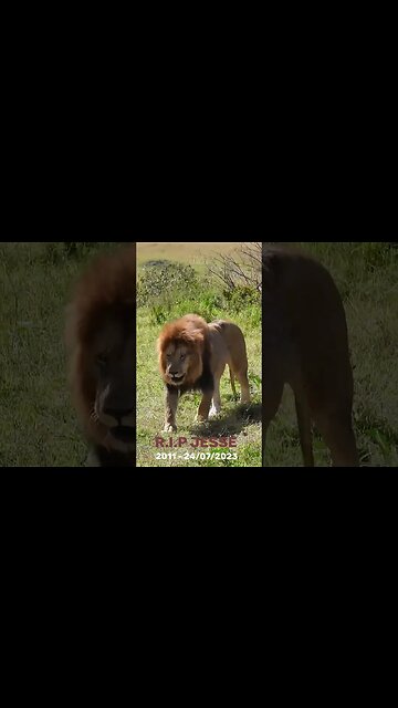 R.I.P. Jesse 2011 - 24/07/2023