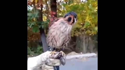 Stabilization of the head of the American kestrel