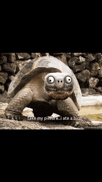 I Don’t Want Your Damn Turtle Mom!