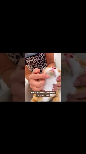 Feline Chin Acne Blackheads Removal