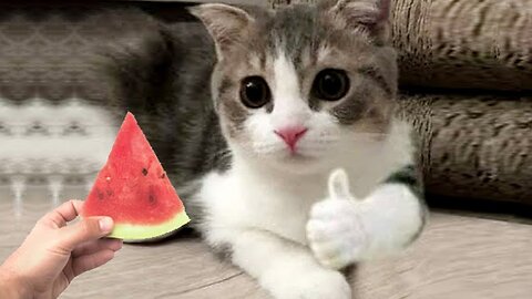 Funniest Animals 2023😂 Funny Dogs and Cats Videos😺🐶