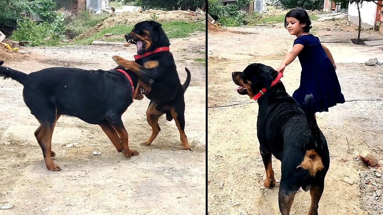 Kids handling giant Rottweiler [ part 4 ]