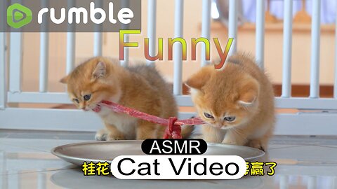 Relaxing ASMR Cat Video Uncovered. #relaxing #asmr #cats #catvideo