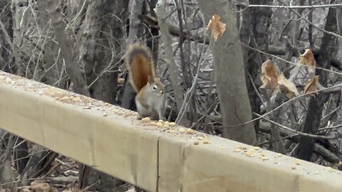 Red-Tailed squirrel James Gardens Toronto