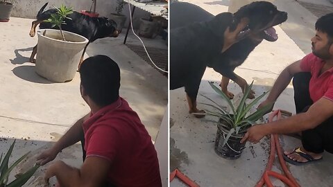 Bolt, assisting brother. Giving water to pot 😂🐕 || Mr.Bolt & Nut