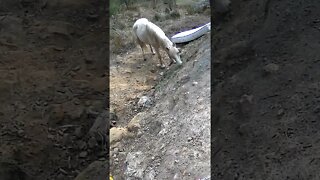 The secret lives of horses