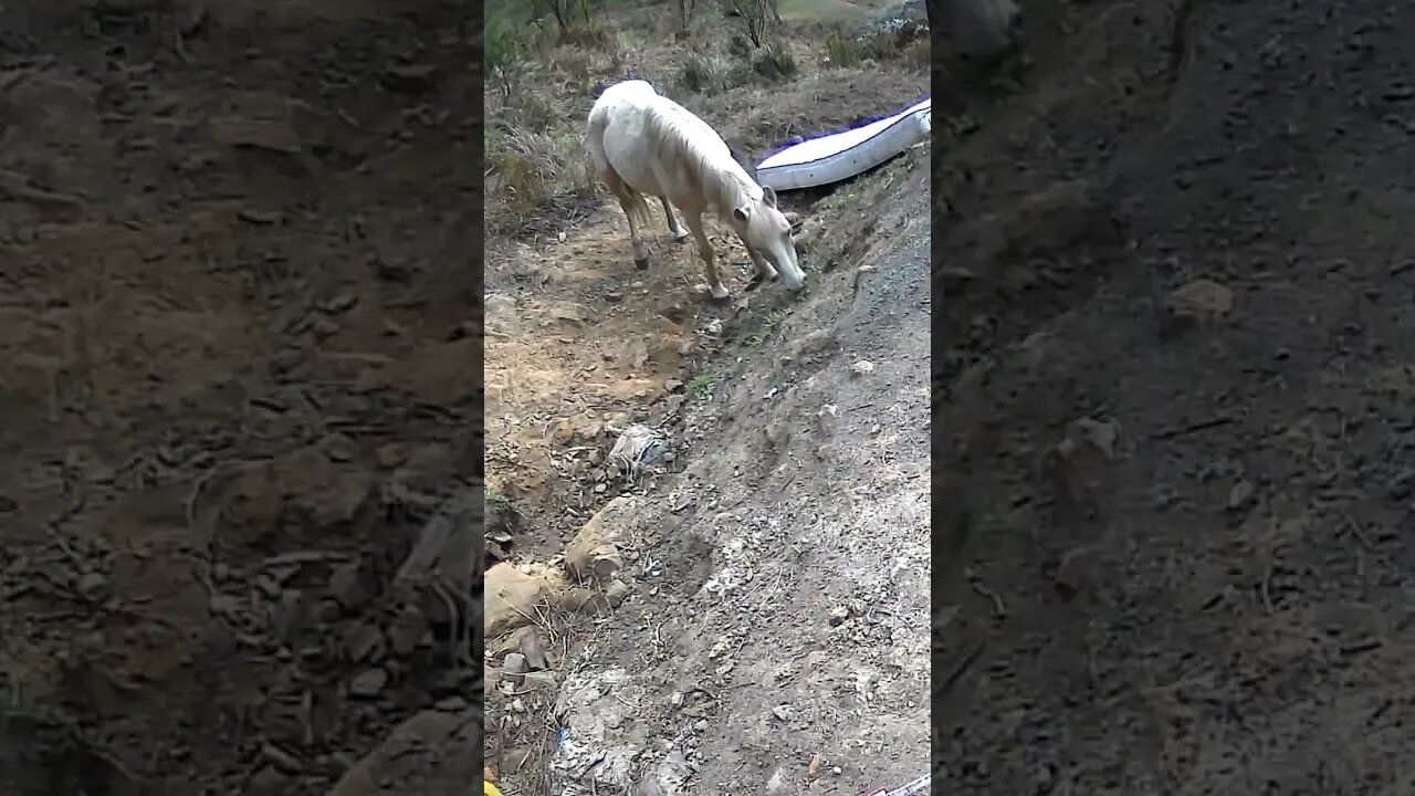 The secret lives of horses