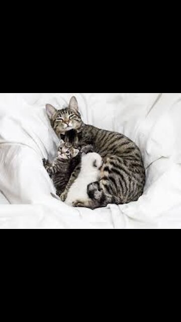 The mother cat and her children