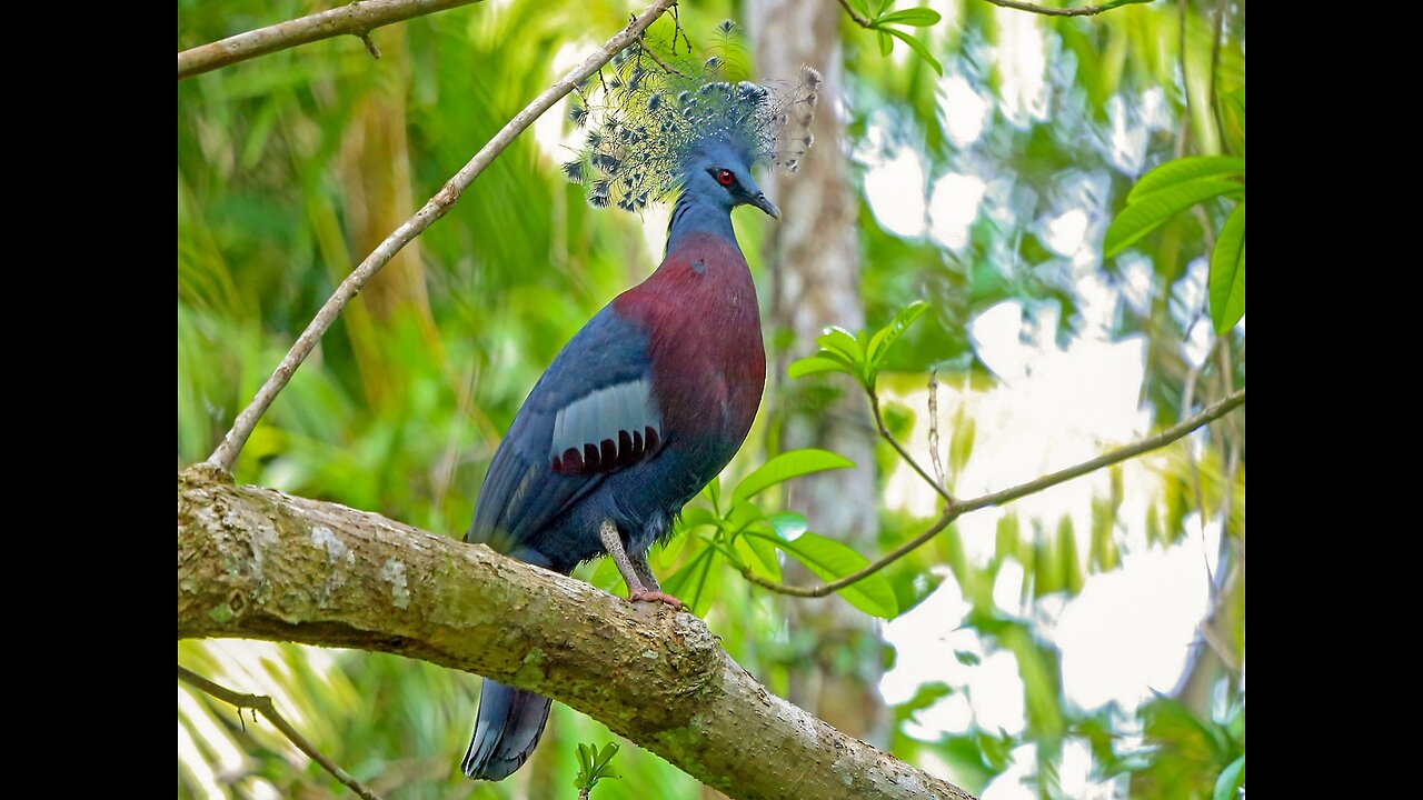 This juvenile male Victoria rifle bird to impress this female while practicing the mating dance,