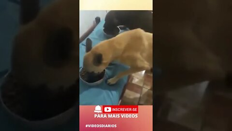 Cãezinhos orando antes da refeição! Que lindo! Amém! #shorts