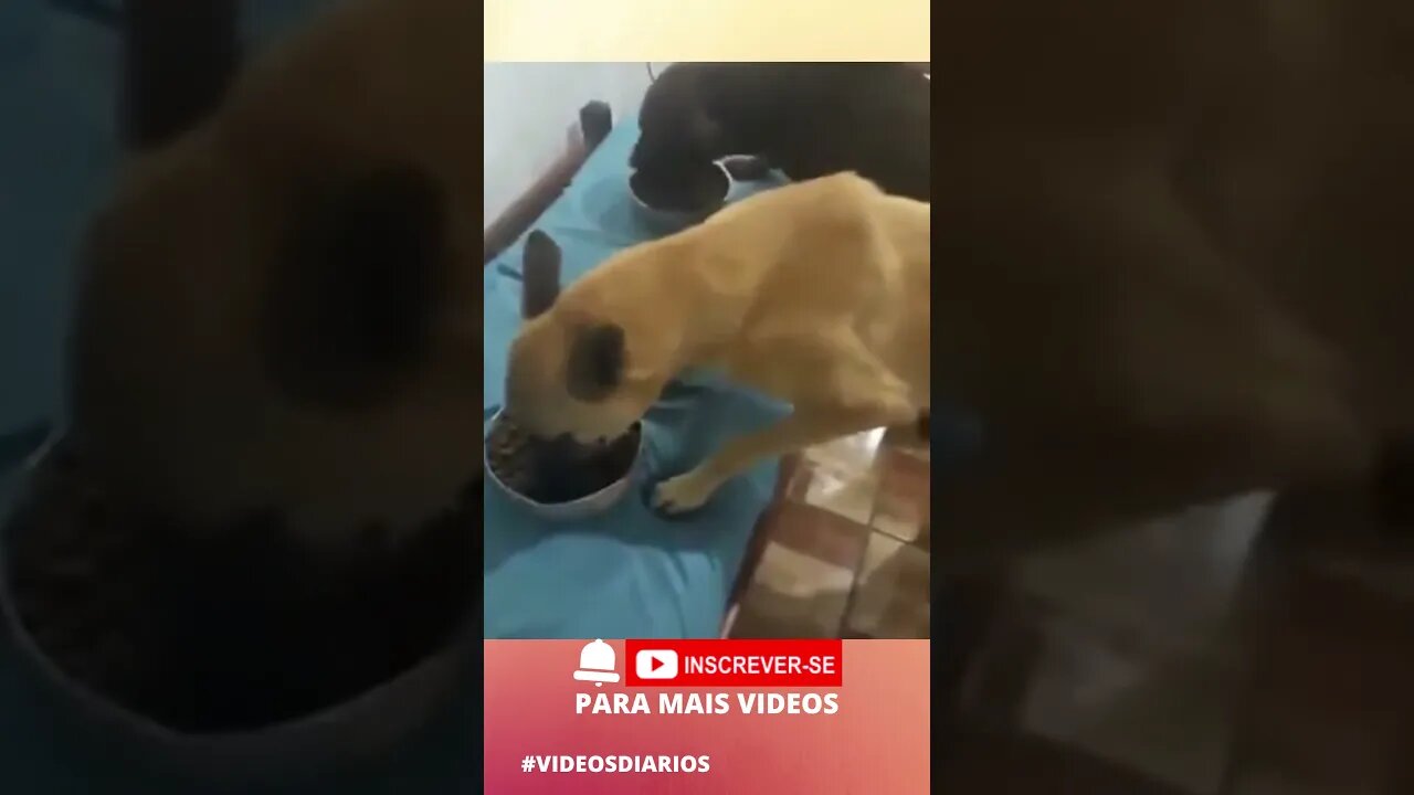 Cãezinhos orando antes da refeição! Que lindo! Amém! #shorts