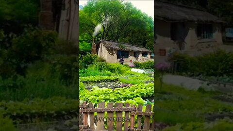 Beautiful 😍 Village Life Status #nature #beautiful #shorts #villagelife #relaxing #wonders